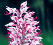 L�sshohlweg_Flyer 0121