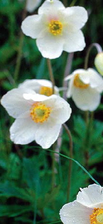 L�sshohlweg_Flyer 012802